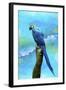 Blue Parrot-Ata Alishahi-Framed Giclee Print