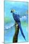 Blue Parrot-Ata Alishahi-Mounted Giclee Print