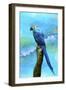 Blue Parrot-Ata Alishahi-Framed Giclee Print