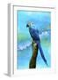 Blue Parrot-Ata Alishahi-Framed Giclee Print