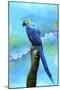 Blue Parrot-Ata Alishahi-Mounted Giclee Print