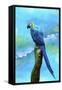 Blue Parrot-Ata Alishahi-Framed Stretched Canvas