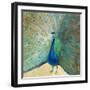 Blue Peacock Cream-Danhui Nai-Framed Art Print