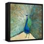 Blue Peacock Cream-Danhui Nai-Framed Stretched Canvas