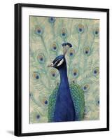 Blue Peacock II-null-Framed Art Print