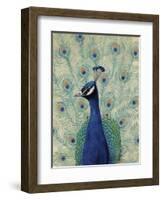 Blue Peacock II-null-Framed Art Print