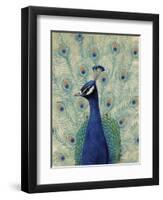 Blue Peacock II-null-Framed Art Print