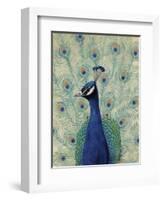 Blue Peacock II-null-Framed Art Print