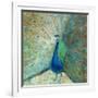 Blue Peacock on Gold-Danhui Nai-Framed Art Print