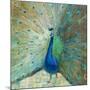 Blue Peacock on Gold-Danhui Nai-Mounted Art Print