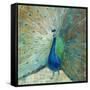 Blue Peacock on Gold-Danhui Nai-Framed Stretched Canvas