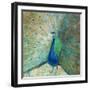 Blue Peacock on Gold-Danhui Nai-Framed Art Print