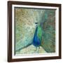 Blue Peacock on Gold-Danhui Nai-Framed Art Print