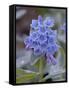 Blue Penstemon (Penstemon Cyaneus), Shoshone National Forest, Wyoming-James Hager-Framed Stretched Canvas