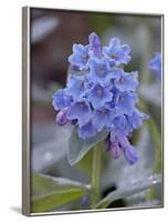 Blue Penstemon (Penstemon Cyaneus), Shoshone National Forest, Wyoming-James Hager-Framed Photographic Print