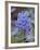 Blue Penstemon (Penstemon Cyaneus), Shoshone National Forest, Wyoming-James Hager-Framed Photographic Print