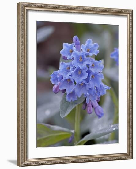 Blue Penstemon (Penstemon Cyaneus), Shoshone National Forest, Wyoming-James Hager-Framed Photographic Print