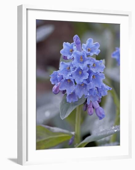 Blue Penstemon (Penstemon Cyaneus), Shoshone National Forest, Wyoming-James Hager-Framed Photographic Print