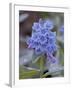 Blue Penstemon (Penstemon Cyaneus), Shoshone National Forest, Wyoming-James Hager-Framed Photographic Print