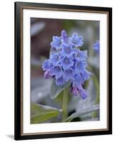 Blue Penstemon (Penstemon Cyaneus), Shoshone National Forest, Wyoming-James Hager-Framed Photographic Print