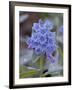 Blue Penstemon (Penstemon Cyaneus), Shoshone National Forest, Wyoming-James Hager-Framed Photographic Print