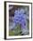 Blue Penstemon (Penstemon Cyaneus), Shoshone National Forest, Wyoming-James Hager-Framed Photographic Print