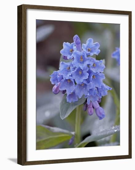 Blue Penstemon (Penstemon Cyaneus), Shoshone National Forest, Wyoming-James Hager-Framed Photographic Print