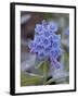 Blue Penstemon (Penstemon Cyaneus), Shoshone National Forest, Wyoming-James Hager-Framed Photographic Print