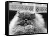 Blue Persian Cat in the National Cat Club Championship at the Olympia-null-Framed Stretched Canvas