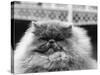 Blue Persian Cat in the National Cat Club Championship at the Olympia-null-Stretched Canvas