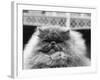 Blue Persian Cat in the National Cat Club Championship at the Olympia-null-Framed Photographic Print