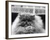 Blue Persian Cat in the National Cat Club Championship at the Olympia-null-Framed Photographic Print