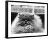 Blue Persian Cat in the National Cat Club Championship at the Olympia-null-Framed Photographic Print