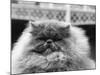 Blue Persian Cat in the National Cat Club Championship at the Olympia-null-Mounted Photographic Print