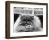 Blue Persian Cat in the National Cat Club Championship at the Olympia-null-Framed Photographic Print