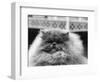 Blue Persian Cat in the National Cat Club Championship at the Olympia-null-Framed Photographic Print