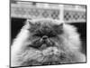 Blue Persian Cat in the National Cat Club Championship at the Olympia-null-Mounted Photographic Print