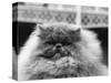 Blue Persian Cat in the National Cat Club Championship at the Olympia-null-Stretched Canvas