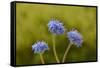 Blue pincushion, Tasmania, Australia-Dave Watts-Framed Stretched Canvas