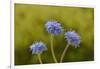 Blue pincushion, Tasmania, Australia-Dave Watts-Framed Photographic Print