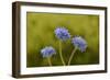 Blue pincushion, Tasmania, Australia-Dave Watts-Framed Photographic Print