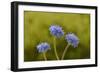 Blue pincushion, Tasmania, Australia-Dave Watts-Framed Photographic Print