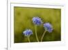 Blue pincushion, Tasmania, Australia-Dave Watts-Framed Photographic Print