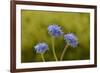 Blue pincushion, Tasmania, Australia-Dave Watts-Framed Photographic Print