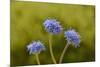 Blue pincushion, Tasmania, Australia-Dave Watts-Mounted Photographic Print