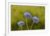 Blue pincushion, Tasmania, Australia-Dave Watts-Framed Photographic Print