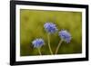 Blue pincushion, Tasmania, Australia-Dave Watts-Framed Photographic Print