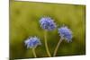 Blue pincushion, Tasmania, Australia-Dave Watts-Mounted Photographic Print