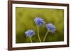 Blue pincushion, Tasmania, Australia-Dave Watts-Framed Photographic Print