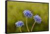 Blue pincushion, Tasmania, Australia-Dave Watts-Framed Stretched Canvas